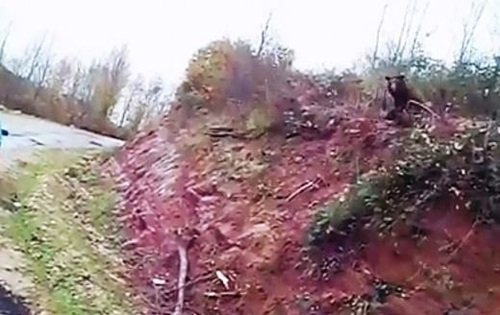 TUZAĞA YAKALANAN AYININ KURTULMA ANI KÖYLÜLER TARAFINDAN GÖRÜNTÜLENDİ (GÖRÜNTÜLÜ)