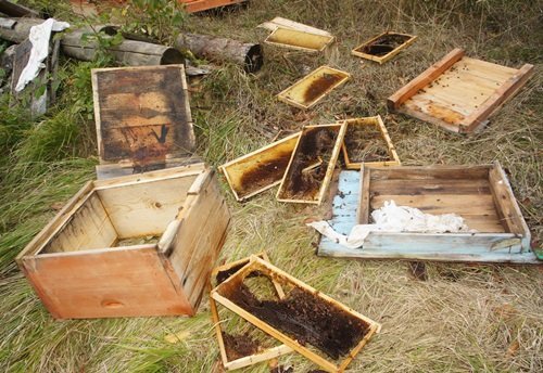 AYILAR KOVANLARA SALDIRDI