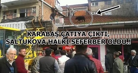 SALTUKOVA’DA ÇATIYA ÇIKAN KARABAŞ’I KURTARMA OPERASYONU