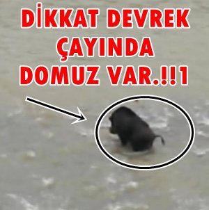 DOMUZLAR ŞEHRE İNDİ (Görüntülü)