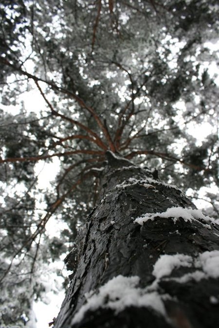 10887205_977128155649253_5918388439324876867_o