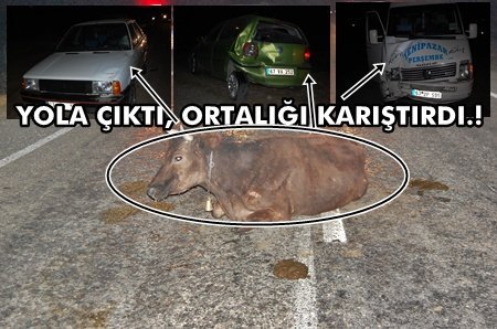 Çaycuma’da Boğanın Yoldan Geçişi Kazaya Neden Oldu.!(Görüntülü)