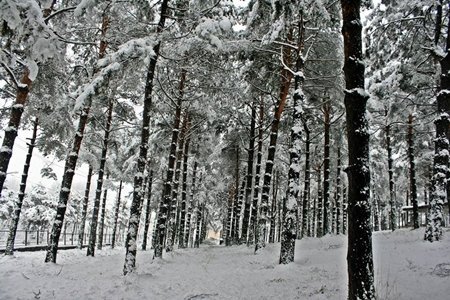 1959972_977089358986466_273179516001219990_n