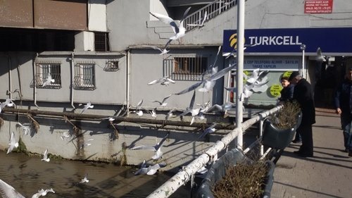 MARTILARIN EKMEK SAVA?I