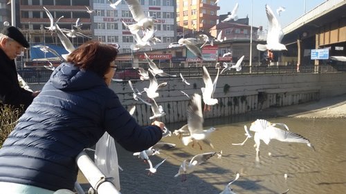 MARTILARIN EKMEK SAVA?I