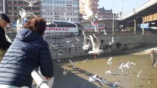 MARTILARIN EKMEK SAVAŞI