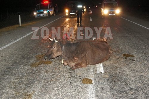 YOLA ÇIKAN BÜYÜKBA? HAYVAN Z?NC?RLEME KAZAYA NEDEN OLDU