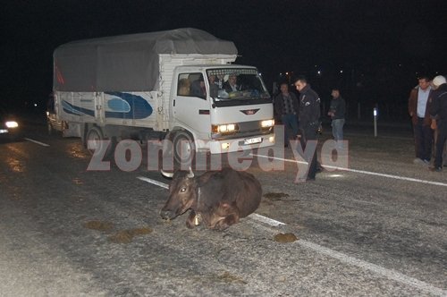 YOLA ÇIKAN BÜYÜKBA? HAYVAN Z?NC?RLEME KAZAYA NEDEN OLDU