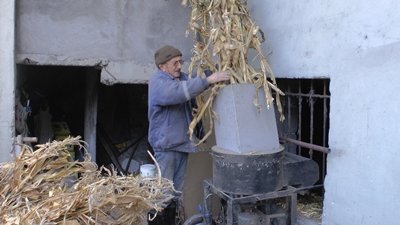 TÜRKALİ’DE SAPLAR BU MAKİNE İLE BİÇİLİYOR (GÖRÜNTÜLÜ)