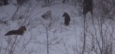 AÇ KALAN KURTLAR KÖYE İNDİ