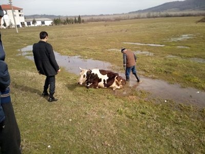 SU KANALINA DÜŞEN BÜYÜKBAŞ HAYVAN İŞ MAKİNESİ İLE KURTARILDI