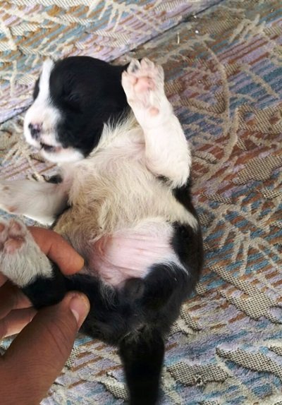 BARTIN'DA 3 AYAKLI KÖPEK DO?DU