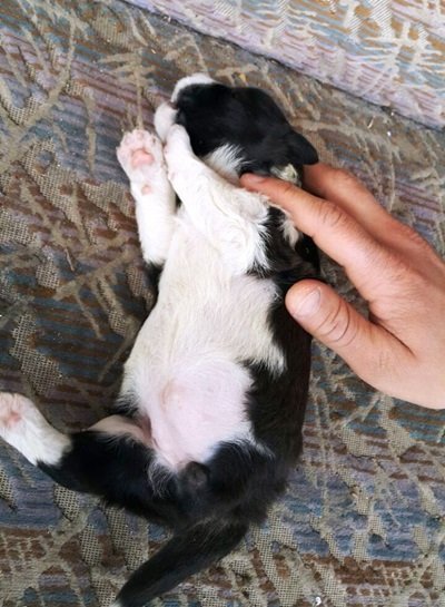 BARTIN'DA 3 AYAKLI KÖPEK DO?DU