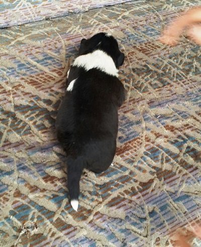 BARTIN'DA 3 AYAKLI KÖPEK DO?DU