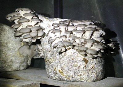 (ÖZEL HABER) KÖYLÜLER?YLE ?DD?AYA G?RD?, ?ST?R?DYE MANTARI YET??T?RMEYE BA?LADI