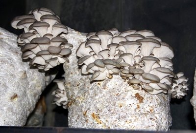 (ÖZEL HABER) KÖYLÜLER?YLE ?DD?AYA G?RD?, ?ST?R?DYE MANTARI YET??T?RMEYE BA?LADI