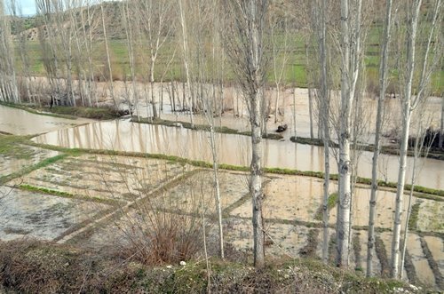 (ÖZEL HABER) TOSYA?DA ÇELT?K TARLALARINI SEL BASTI P?R?NÇ F?YATLARI SELDEN DOLAYI TAVAN YAPACAK