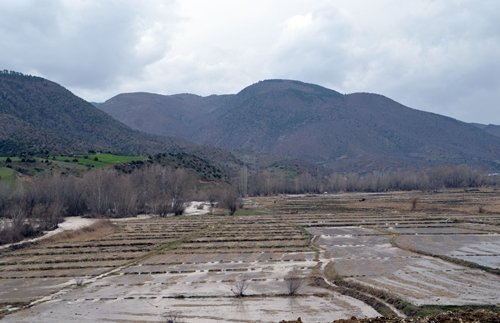(ÖZEL HABER) TOSYA?DA ÇELT?K TARLALARINI SEL BASTI P?R?NÇ F?YATLARI SELDEN DOLAYI TAVAN YAPACAK