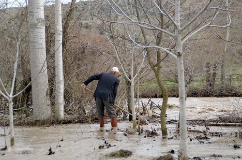 (ÖZEL HABER) TOSYA?DA ÇELT?K TARLALARINI SEL BASTI P?R?NÇ F?YATLARI SELDEN DOLAYI TAVAN YAPACAK