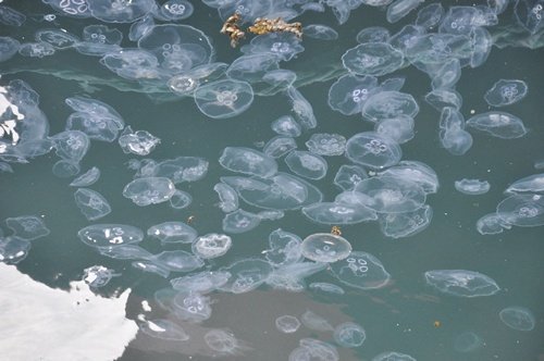 KIYIYA VURAN B?NLERCE DEN?Z ANASI KORKUTTU