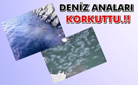 KIYIYA VURAN BİNLERCE DENİZ ANASI KORKUTTU