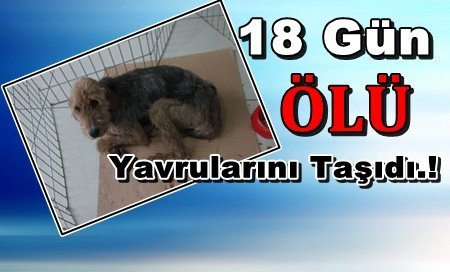 ÖLÜ YAVRULARINI 18 GÜN KARNINDA TAŞIDI
