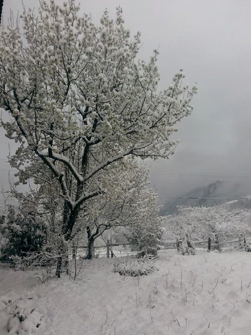 GÜMEL?'DE KAR KALINLI?I 15 SANT?METREYE ULA?TI