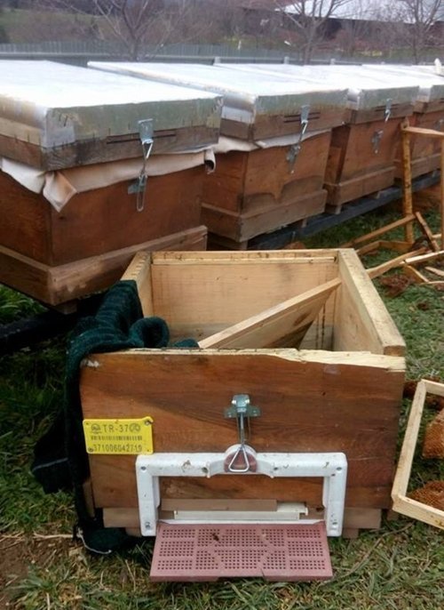 AYILAR ARI KOVANLARINA SALDIRDI