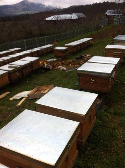 AYILAR ARI KOVANLARINA SALDIRDI