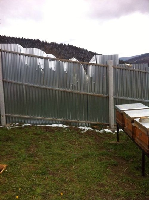 AYILAR ARI KOVANLARINA SALDIRDI