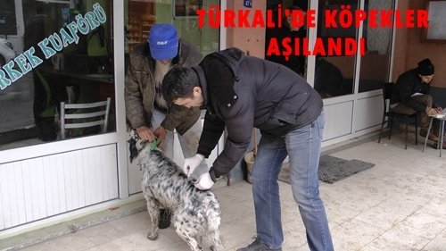 TÜRKALİ’DE KÖPEKLERE AŞI YAPILDI (GÖRÜNTÜLÜ)