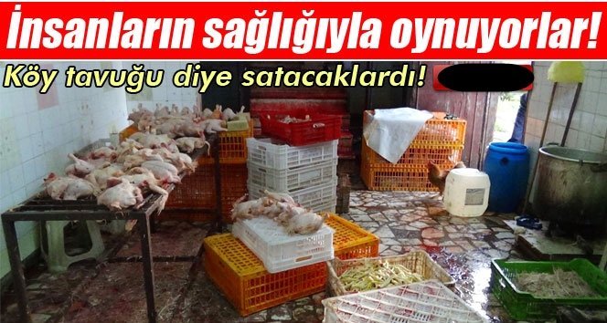 Kaçak tavuk kesimi yapanlara operasyon
