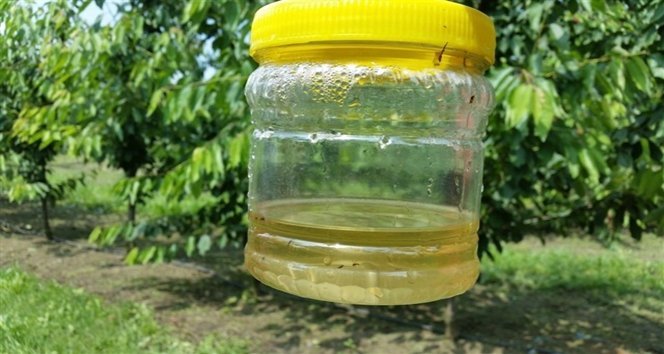 Kiraz bahçelerinde sürvey çalışması