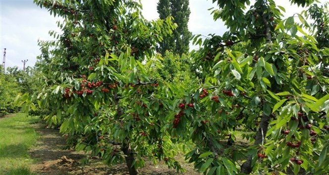 K?RAZ BAHÇELER?NDE SÜRVEY ÇALI?MASI