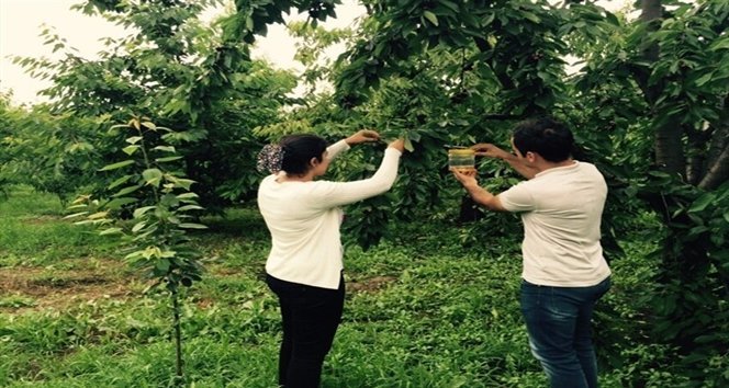 K?RAZ BAHÇELER?NDE SÜRVEY ÇALI?MASI