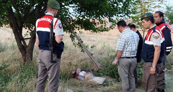 Dut ağacını budarken kendini kesti