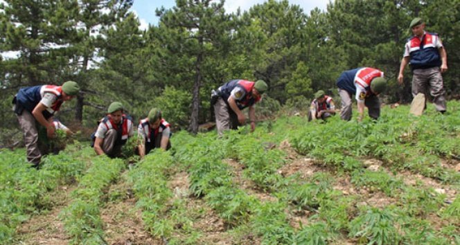 Jandarmadan damlama sistemli kenevir tarlasına baskın