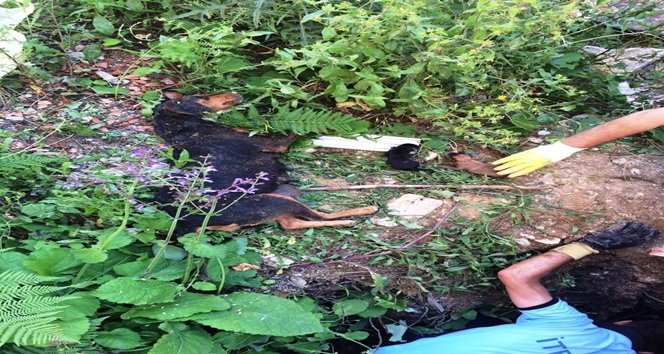 ÇUKURDA MAHSUR KALAN KÖPEK VE YAVRULARI KURTARILDI