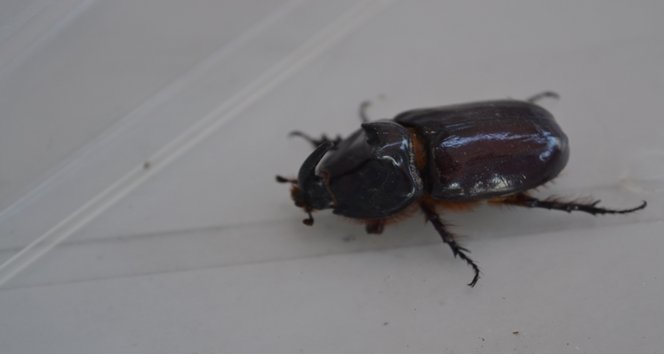 Alaplı’da Gergedan Böceği Bulundu