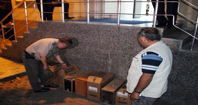 KANATLI HAYVANLARI KORUMA DERNEĞİ ADI ALTINDA FAALİYET GÖSTEREN MEKANDA DÖVÜŞTÜRÜLEN HOROZLAR ORMAN İŞLETME MÜDÜRLÜĞÜ EKİPLERİNE TESLİM EDİLEREK KORUMA ALTINA ALINDI. (VEDAT KILIÇ/ZONGULDAK-İHA)