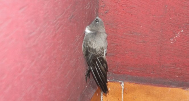 Balkona Konan Ebabil Kuşu Gitmek İstemiyor