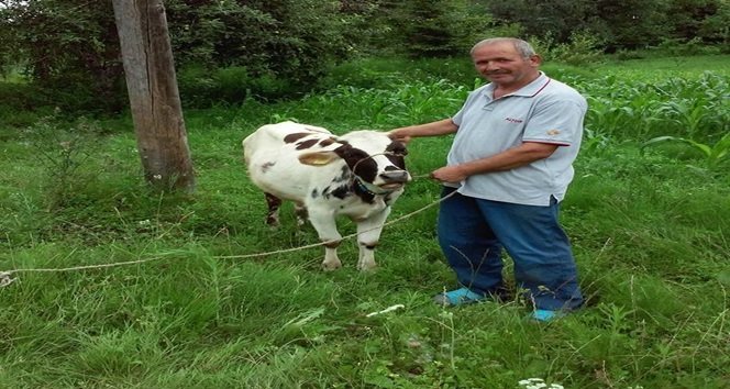 Domuz Tuzağına Takılan İnek Boğuldu