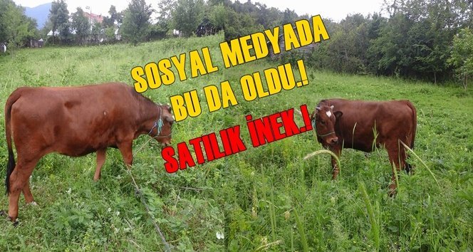 Sosyal Medya Bunu da Gördü.! Satılık İnek.!