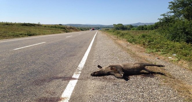 OTOMOBİLİN ÇARPTIĞI DOMUZ TELEF OLDU