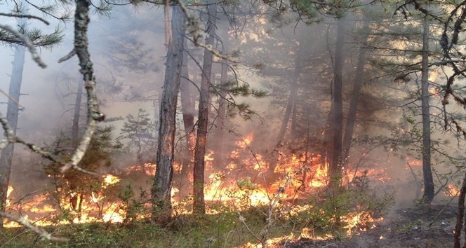 KARABÜK’TE BÜYÜK ORMAN YANGIN