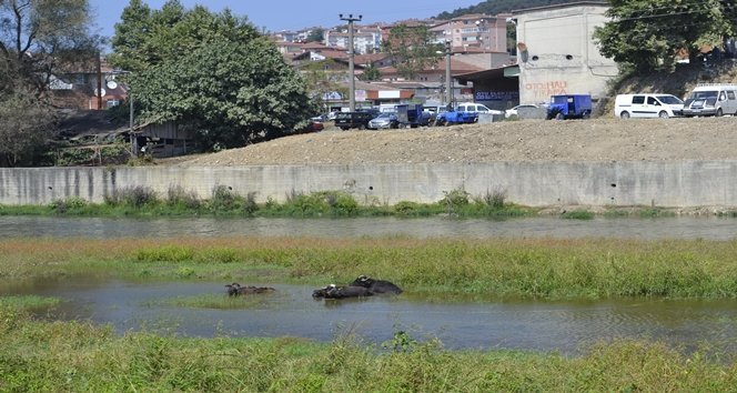 SICAKTAN BUNALAN MANDALAR ALAPLI ÇAYINDA SERİNLİYOR