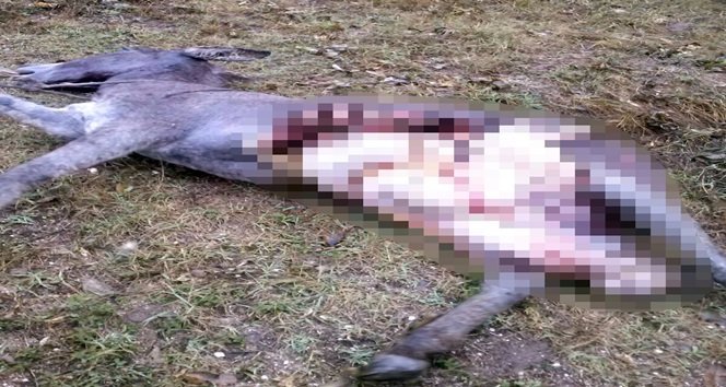 AÇ KALAN KURTLAR, ŞEHRE İNEREK EŞEĞİ PARÇALADI. (VEDAT YUNUS İKİZOĞLU/KASTAMONU-İHA)