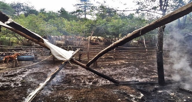 BARTIN’IN KOZCAĞIZ BELDESİNDE, BİR AHIRDA ÇIKAN YANGINDA 6 KÜÇÜKBAŞ HAYVAN TELEF OLDU. (SÜLEYMAN KARAMAN/BARTIN-İHA)