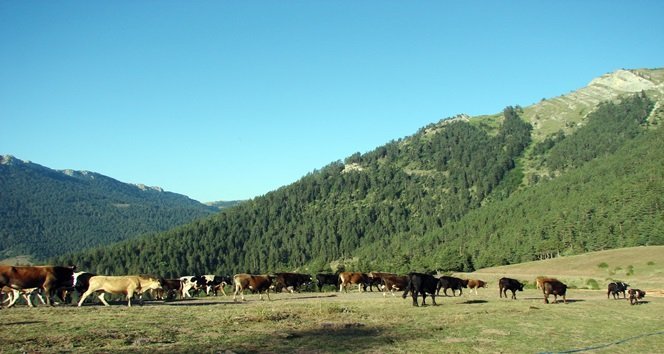 YERAĞIL YAYLASI'NDA OTLAYAN HAYVANLAR. (EMİN TÜRKAY ÖZTÜRK/KASTAMONU-İHA)
