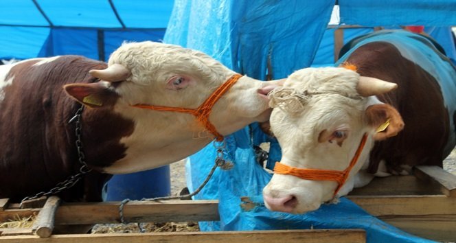 İKİZ DANALAR PAZARIN GÖZDESİ